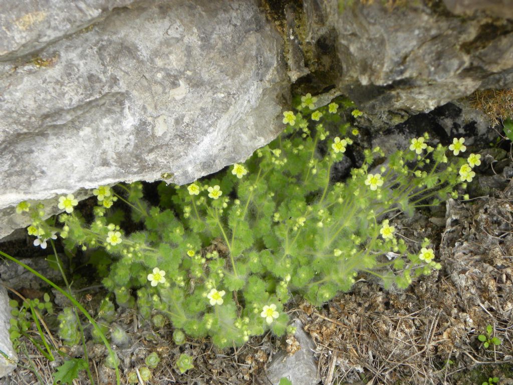 Saxifraga arachnoidea